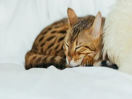 Rumi The Cat (Bedtime Story)