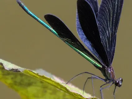 Rumi: The Fly Who Thought She Was A Sailor