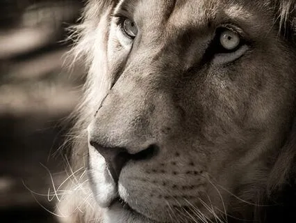 Rumi: The Lion, The Wolf, The Fox