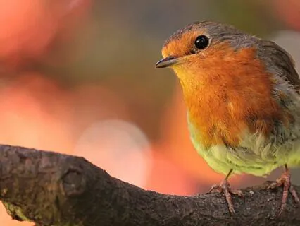 Rumi: The Lover Who Was Nothing