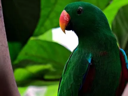 Rumi: The Merchant and The Parrot