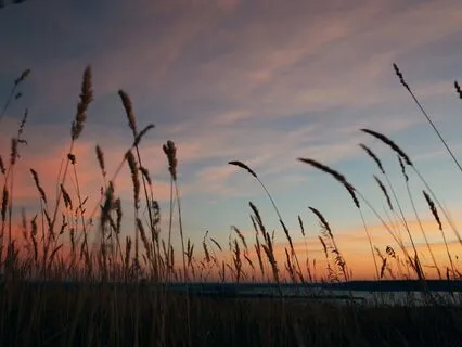 Rumi - The Song Of The Reed