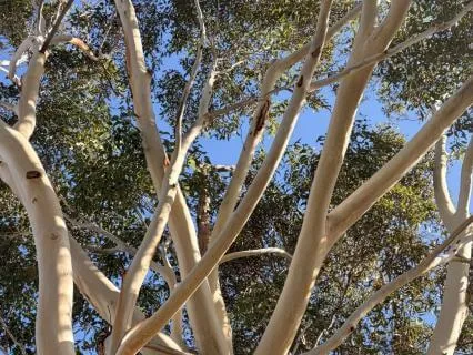 Rumination And Depression