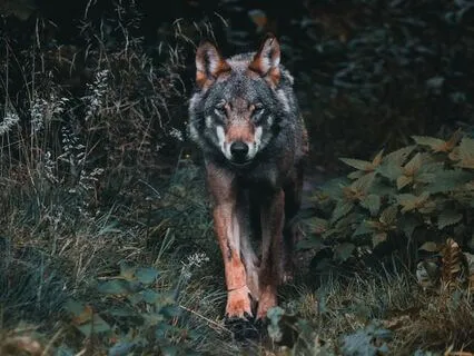 Run With The Wolves - Run With Ancient Magic