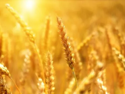 Rural Ambience: Fields Of Gold - Gentle Wind - Pure Nature