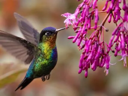 Rushing Through Life? | Hummingbird Spirit Guide