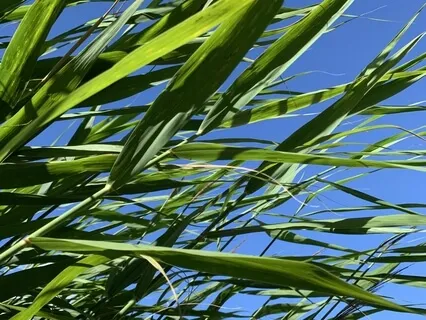 Rustle Of Leaves At The Seaside