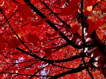 Rustling Autumn Leaves In A Breeze