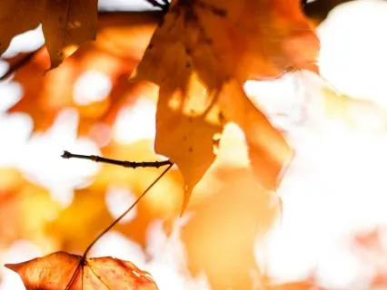 Rustling Leaves For Deep Sleep