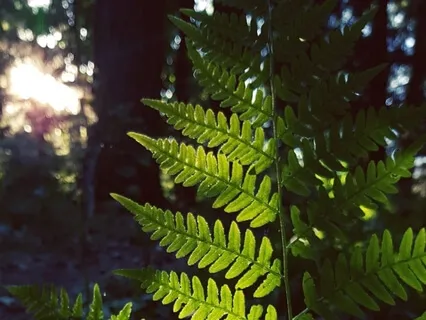 Ryto Meditacija Laimingai Dienai
