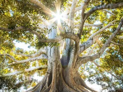 S2E24 The 2 / 4 Human Design Profile In Business