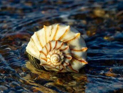 S2E25 The 2 / 5 Profile In Business - Talent & Leadership