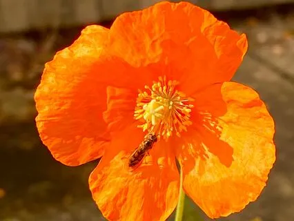 Sacral Chakra: 417 Hz Music, I feel