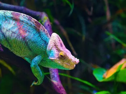 Sacral Chakra 417 Hz Tuning Fork Activation | 7.83 Hz