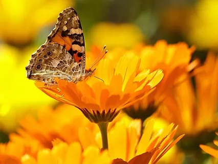 Sacral Chakra Activation