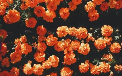 Sacral Chakra Activation