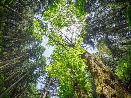 Sacral Chakra Activation | Rejuvenate Your Whole Being