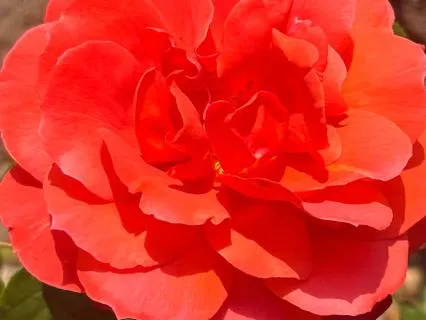 Sacral Chakra Affirmation