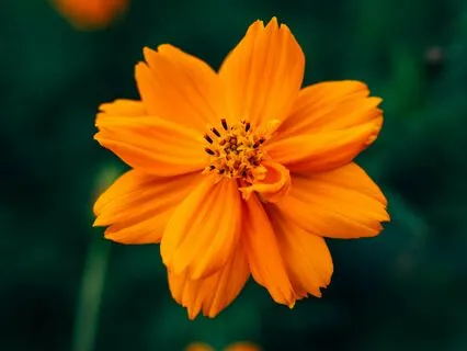 Sacral Chakra Affirmations