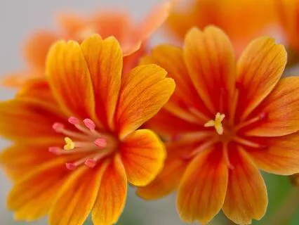 Sacral Chakra Affirmations