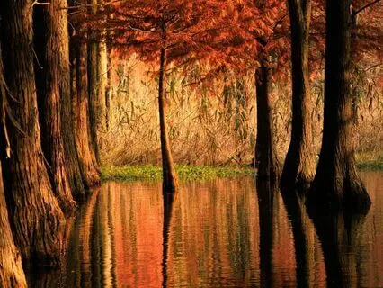 Sacral Chakra Alchemy Practice