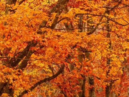 Sacral Chakra Awareness Meditation