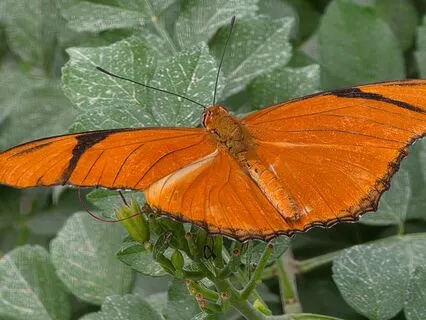 Sacral Chakra Balance In The Key Of D
