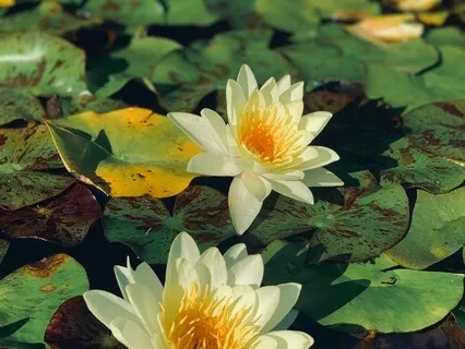 Sacral Chakra Balancing Breathwork And Flow