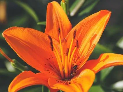 Sacral Chakra Bloom - Creativity & Joy