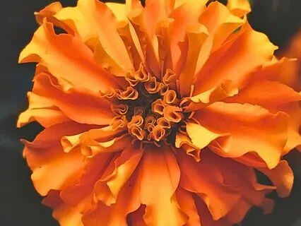 Sacral Chakra Cleanse: Boundaries, Pleasure, & Creativity