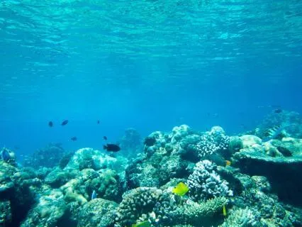 Sacral Chakra Gong  - Underwater Sacral Chakra Sound Healing
