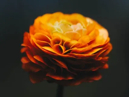 Sacral Chakra - Heal, Open & Align