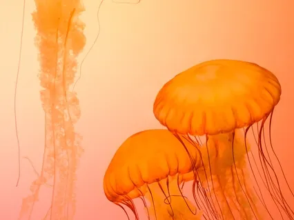 Sacral Chakra Healing Meditation