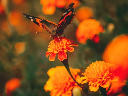 Sacral Chakra Healing &  Activation 