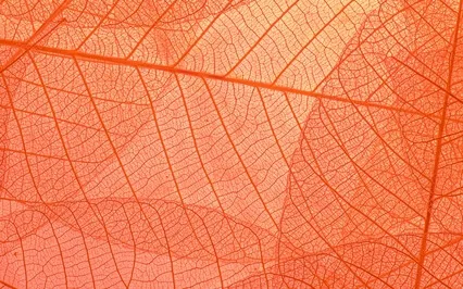 Sacral Chakra Meditation