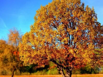 Sacral Chakra Practice