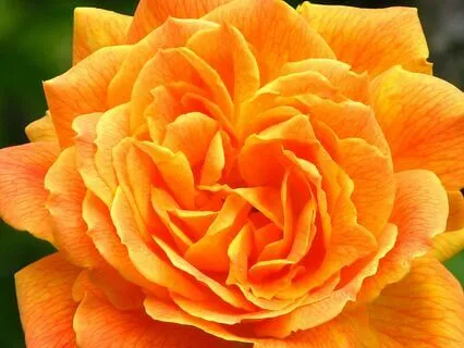 Sacral Chakra Meditation For Business Success