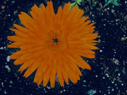 Sacral Chakra Meditation With Tuning Forks