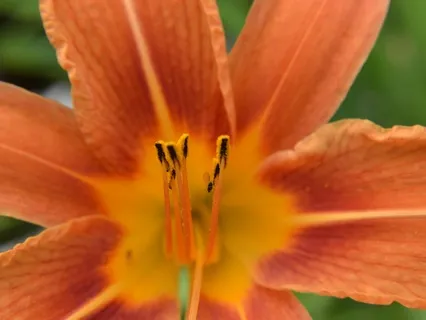 Sacral Chakra Meditation