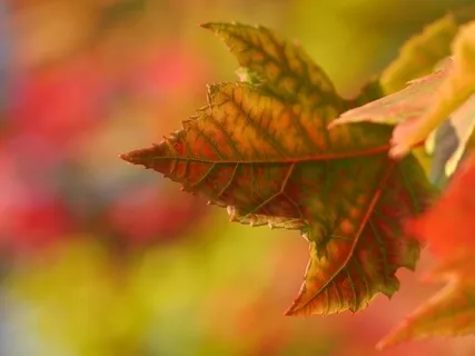 Sacral Chakra Activation - Guided Meditation With Soundscape Background