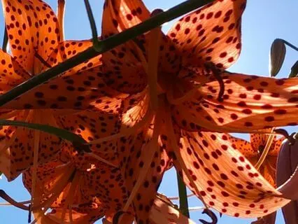 Sacral Chakra Reiki Healing Meditation