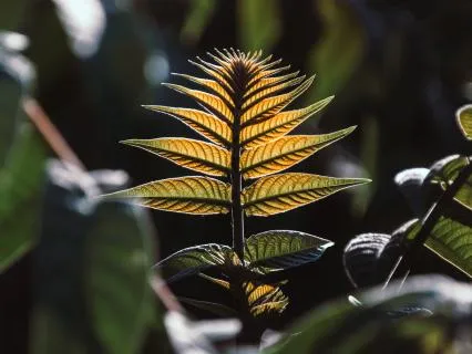 Sacral Chakra Reset: Allowing Emotion And Joy