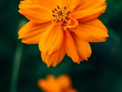 Sacral Chakra Sounding: Creativity, Passion