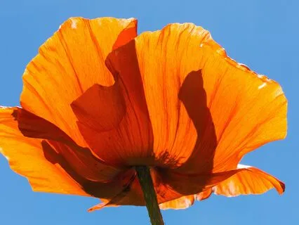 Sacral Chakra Support