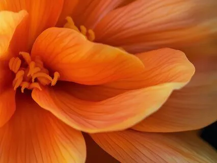 Sacral Chakra – Svadhisthana