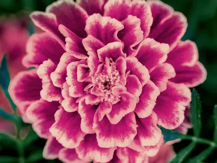 Sacral Chakra Tibetan Singing Bowls