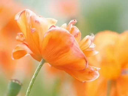 Sacral Healing Meditation