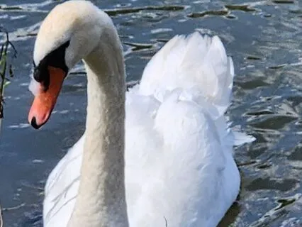 Sacred Animal Connection