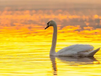 Sacred Birdsong | Morning Music