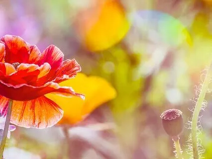 Sacred Breath: Deep Connection To You